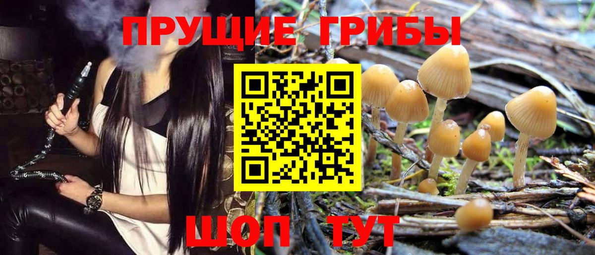 Галлюциногенные грибы Psilocybe Карталы